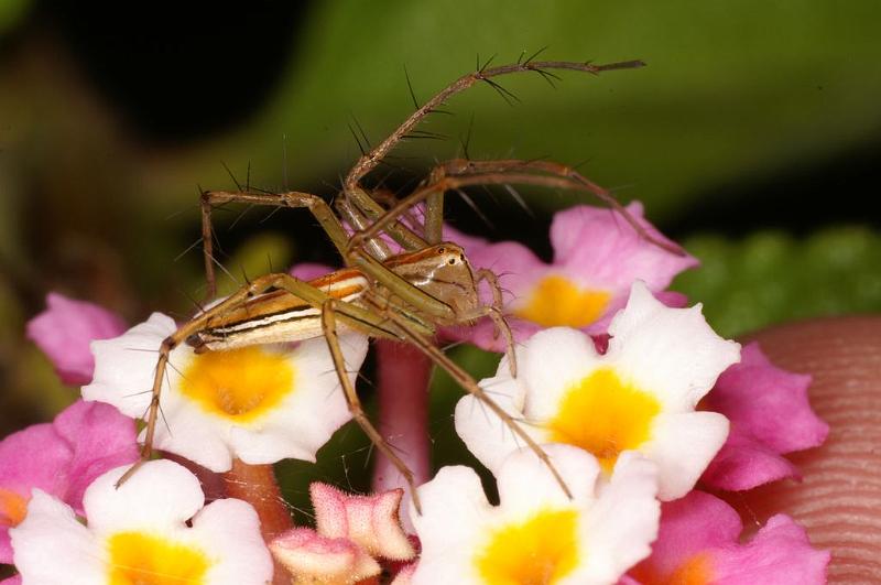 Oxyopes_quadrifasciatus_D7748_Z_89_North Stradbroke island_Australie.jpg